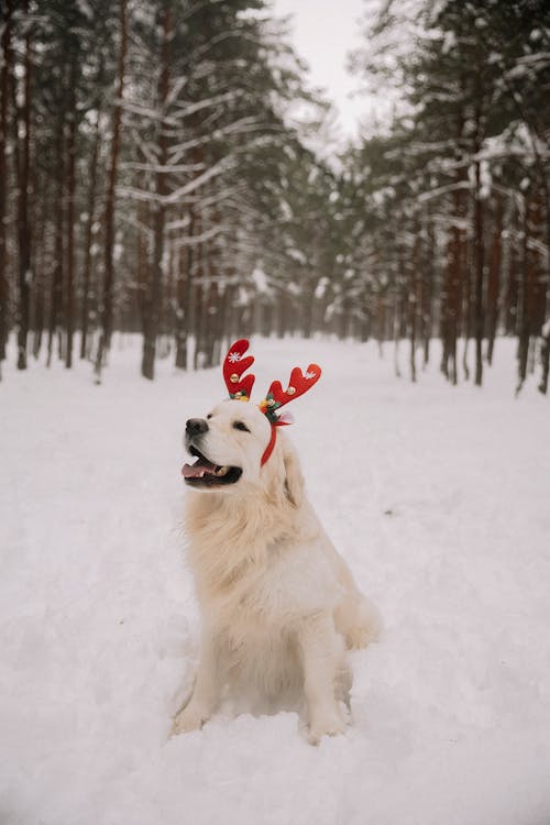 Free Golden Retriever Wearing Christmas Headband in Snowy Scenery Stock Photo