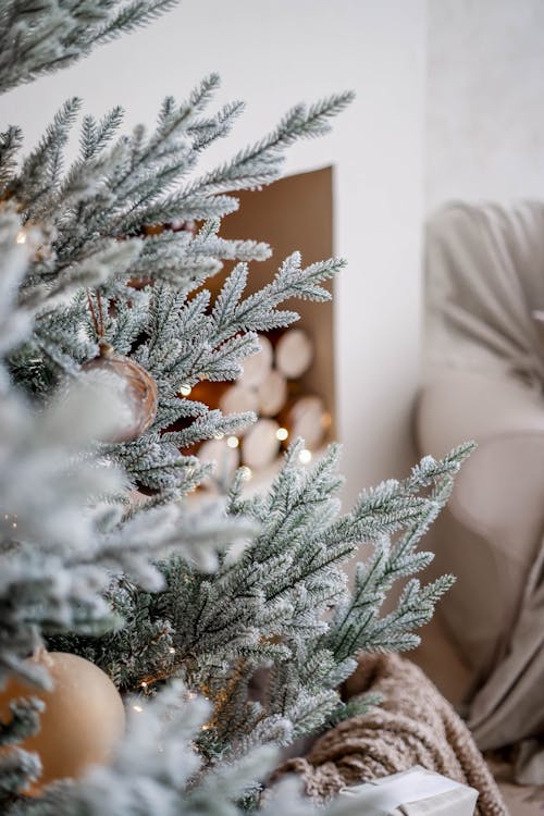 Free Christmas Tree in Living Room Stock Photo